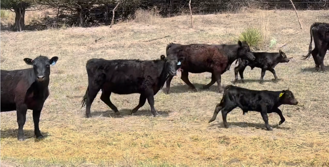 54 heifer pairs - 1 iron – JET BLACK – AI Bred – (1200 # pairs) HP513C5